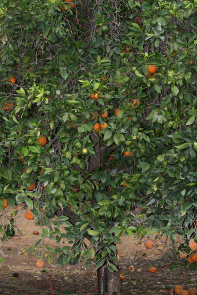            Habit (Riverside, CA)   